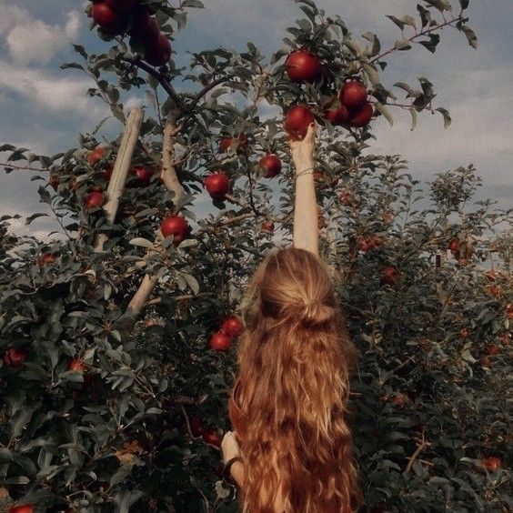 a woman reaching up into an apple tree with red apples on the branches and leaves