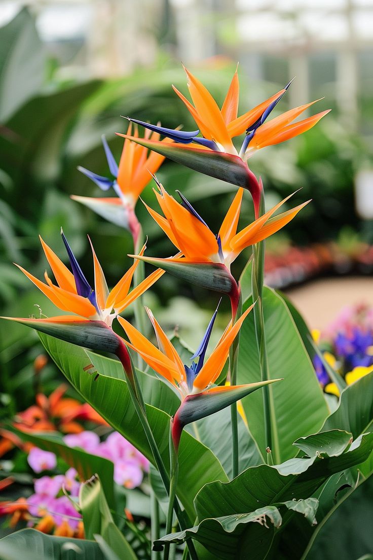 orange and blue bird of paradise flowers in a garden