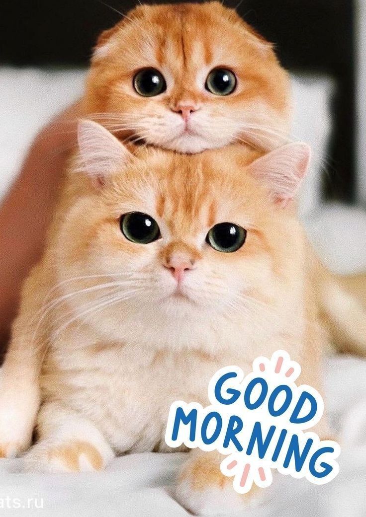 two cats are sitting on top of each other with the caption'good morning '