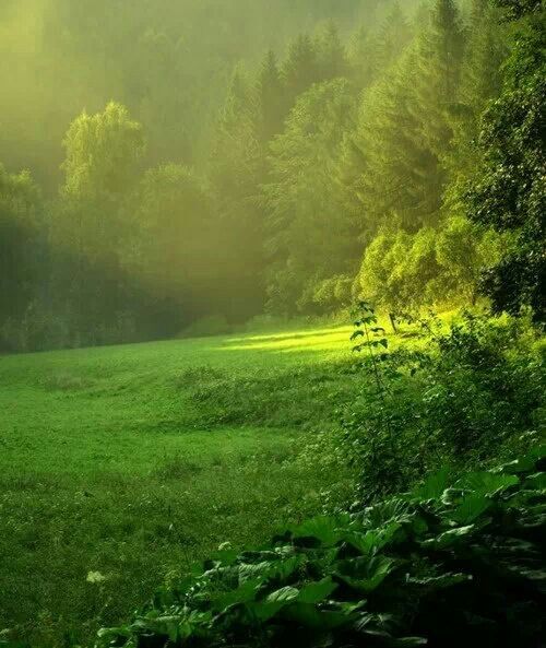 a grassy field with trees in the background