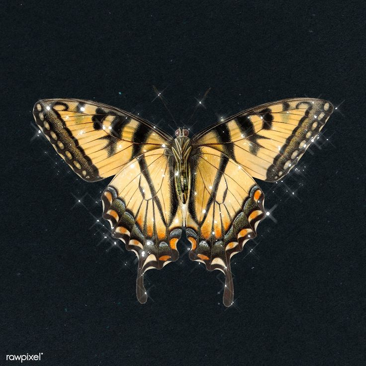 a yellow and black butterfly on a black background