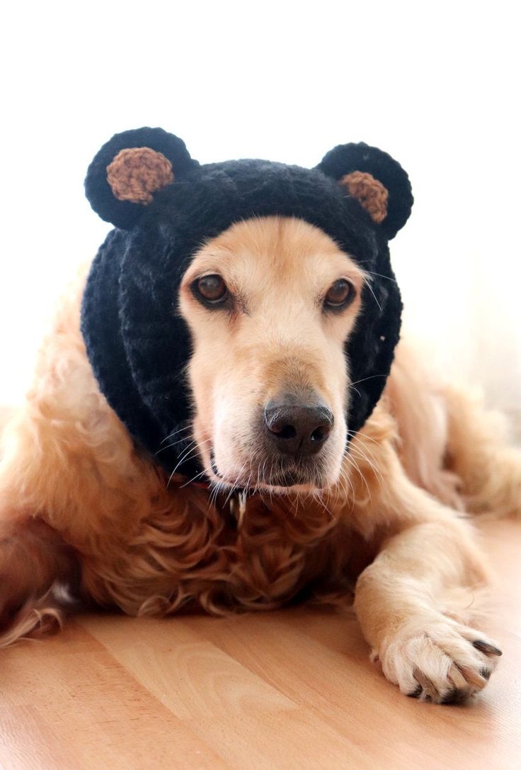 a brown dog wearing a black bear hat