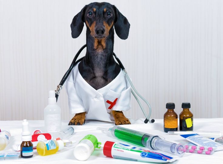 a dachshund dog sitting on top of a table surrounded by medical supplies