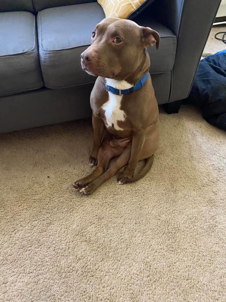 a brown and white dog sitting on top of a carpeted floor next to a couch