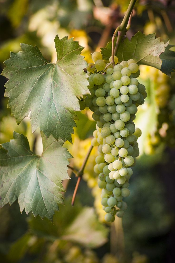 grapes hang from the vine with green leaves