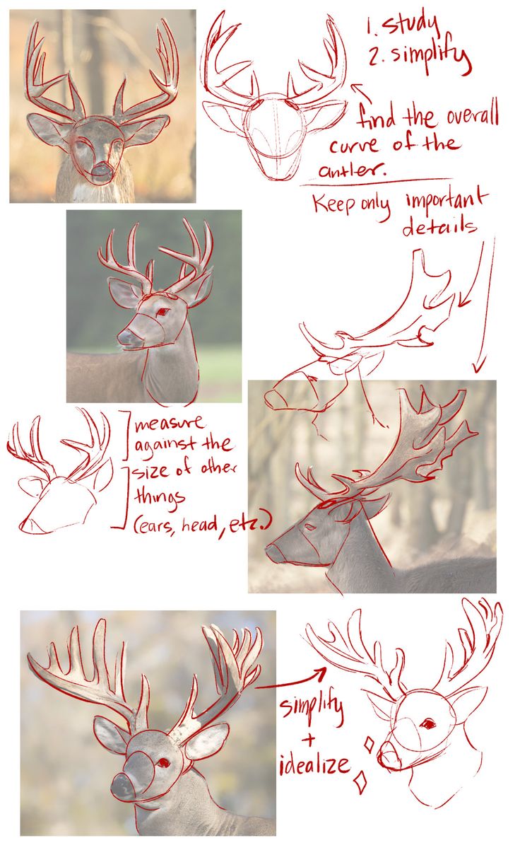 how to draw a deer's antlers head with pencils and marker on paper