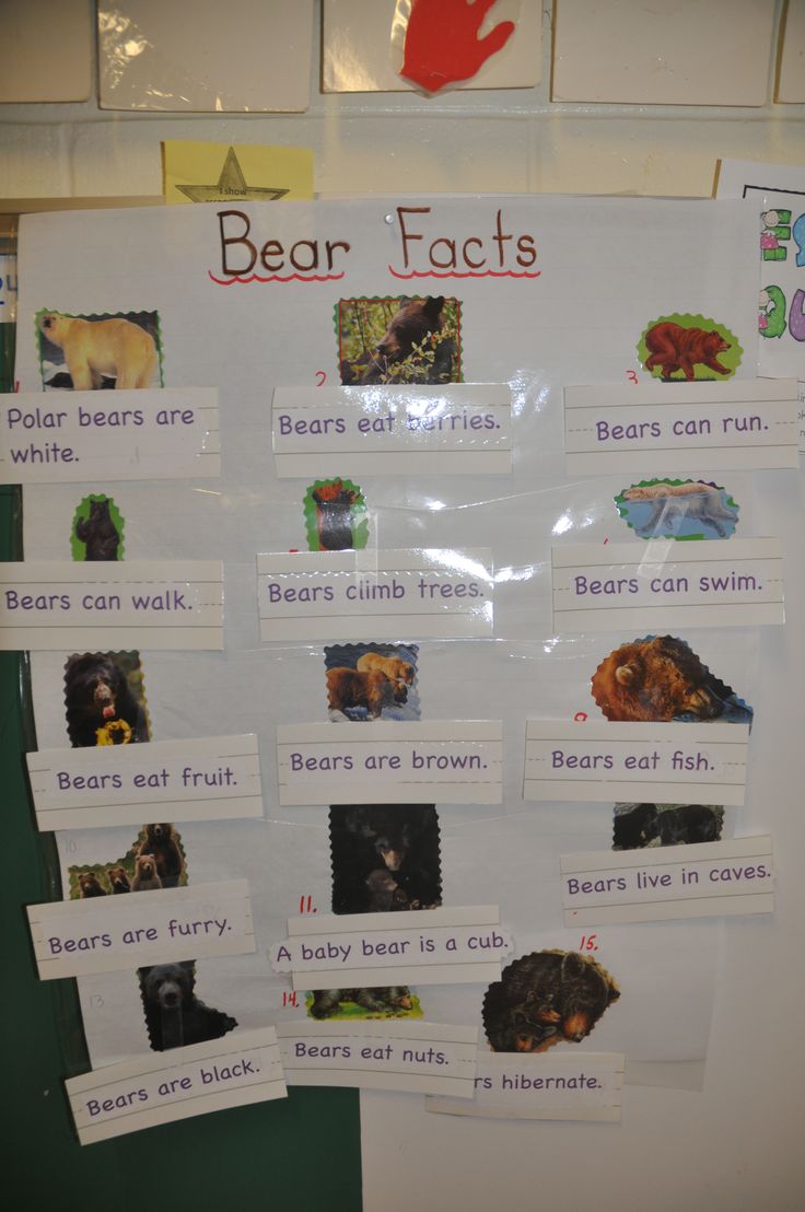 a bulletin board with pictures of bears and other animals on it's front wall