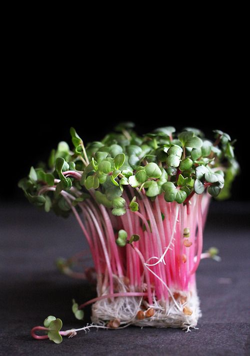 a plant with pink stems and green sprouts