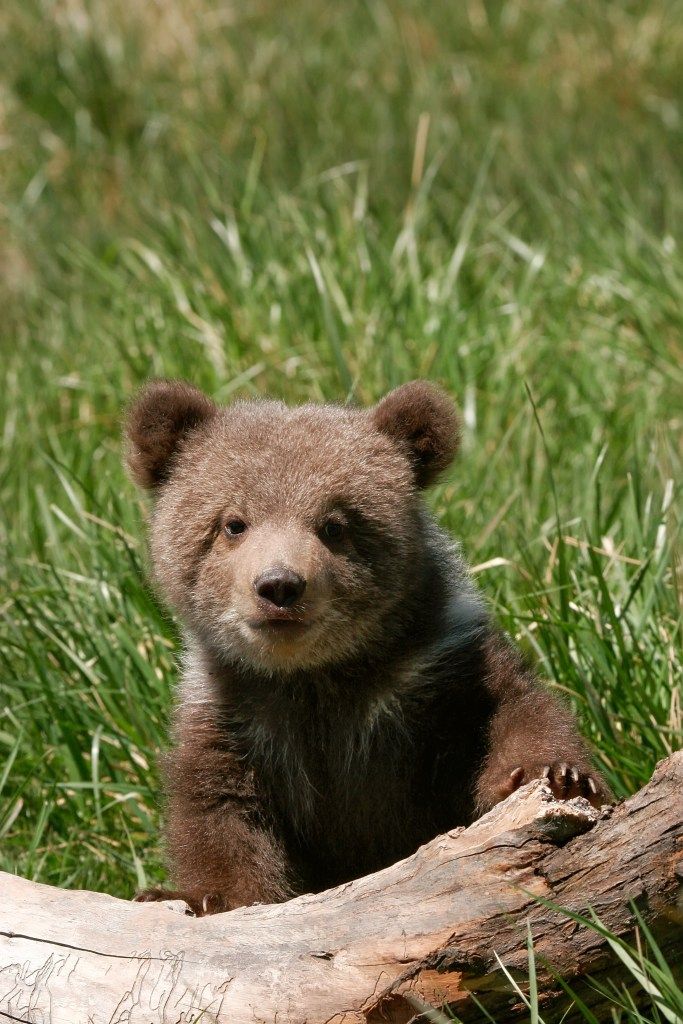 a brown bear cub sitting in the grass next to a fallen tree trunk and looking at the camera