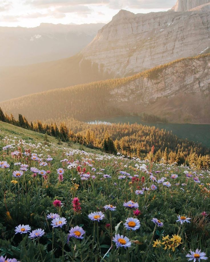 wildflowers in the foreground and mountains in the background, with sunlight shining on them