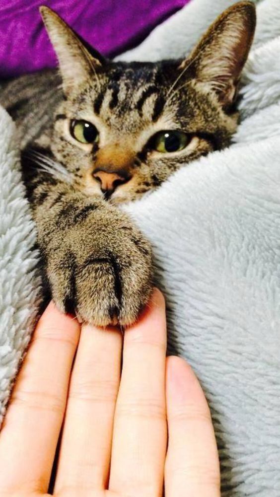 a cat laying on top of a person's hand next to a purple blanket