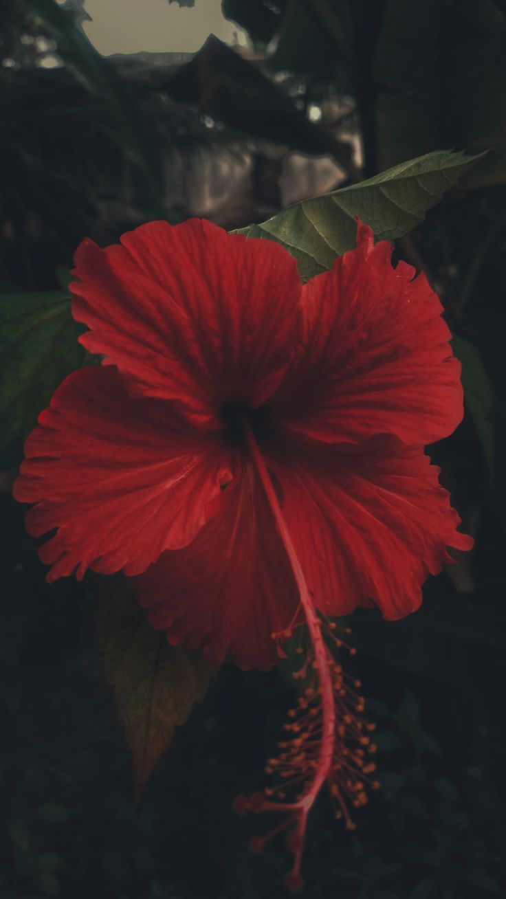 a red flower with green leaves in the background