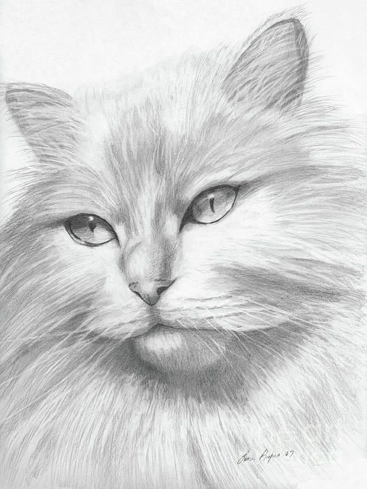 a pencil drawing of a cat's face