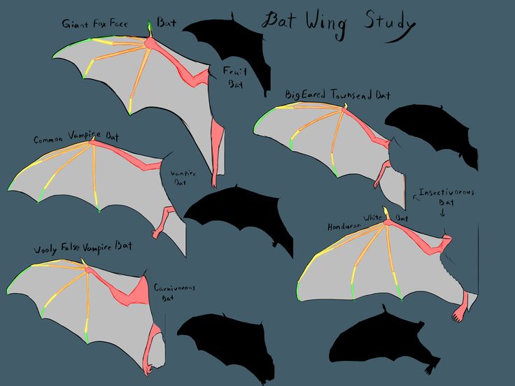 several different types of bats are shown in this drawing technique, including the bat wing folds