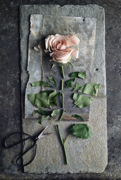 a black and white photo of a rose on a piece of paper with scissors next to it