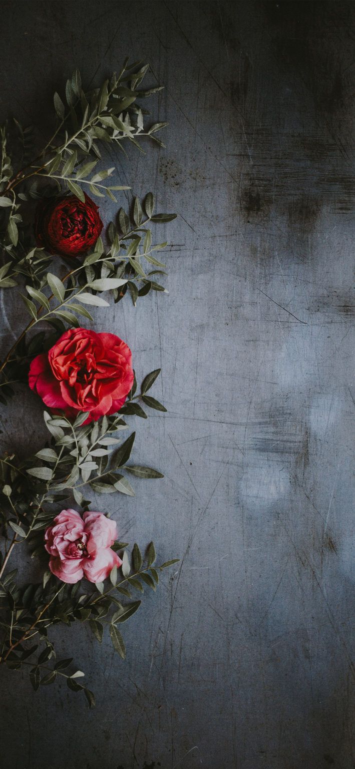 three red roses are arranged in a row on a gray background with leaves and stems