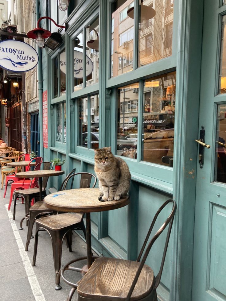 a cat sitting on top of a wooden chair next to a table in front of a store