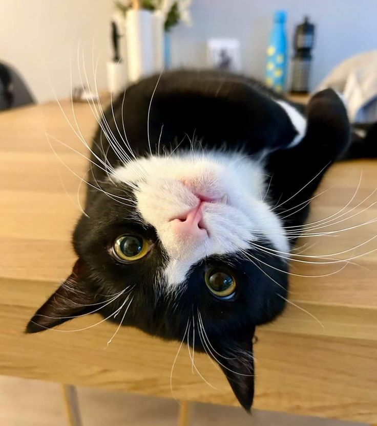 a black and white cat laying on top of a wooden table