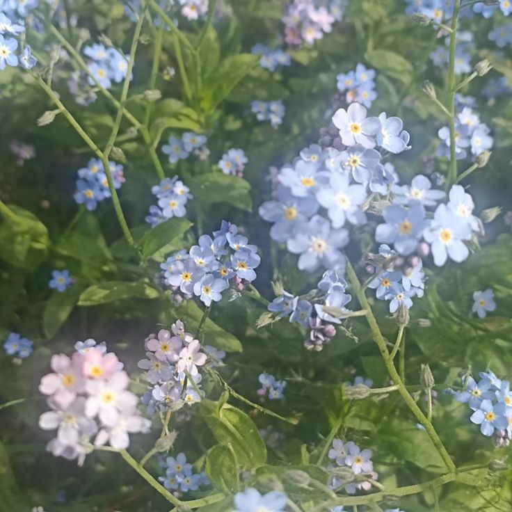 some blue and white flowers are in the grass