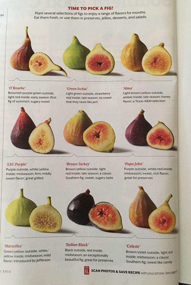 an open book showing different types of figs