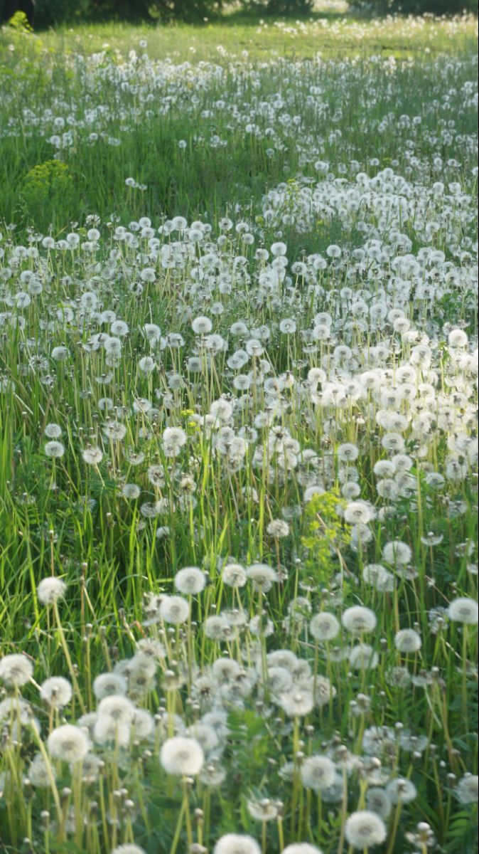 a field full of white dandelions with trees in the background