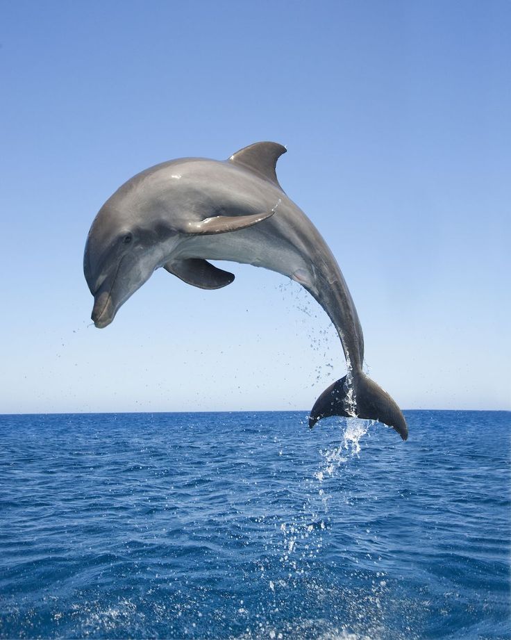 a dolphin jumping out of the water