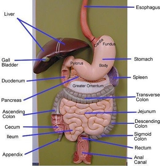 diagram of the human body and its major organs including the liver, stomach, lungs, esophagus, broccoli, pancreon, endocs