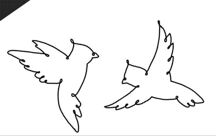 two birds flying side by side in the air