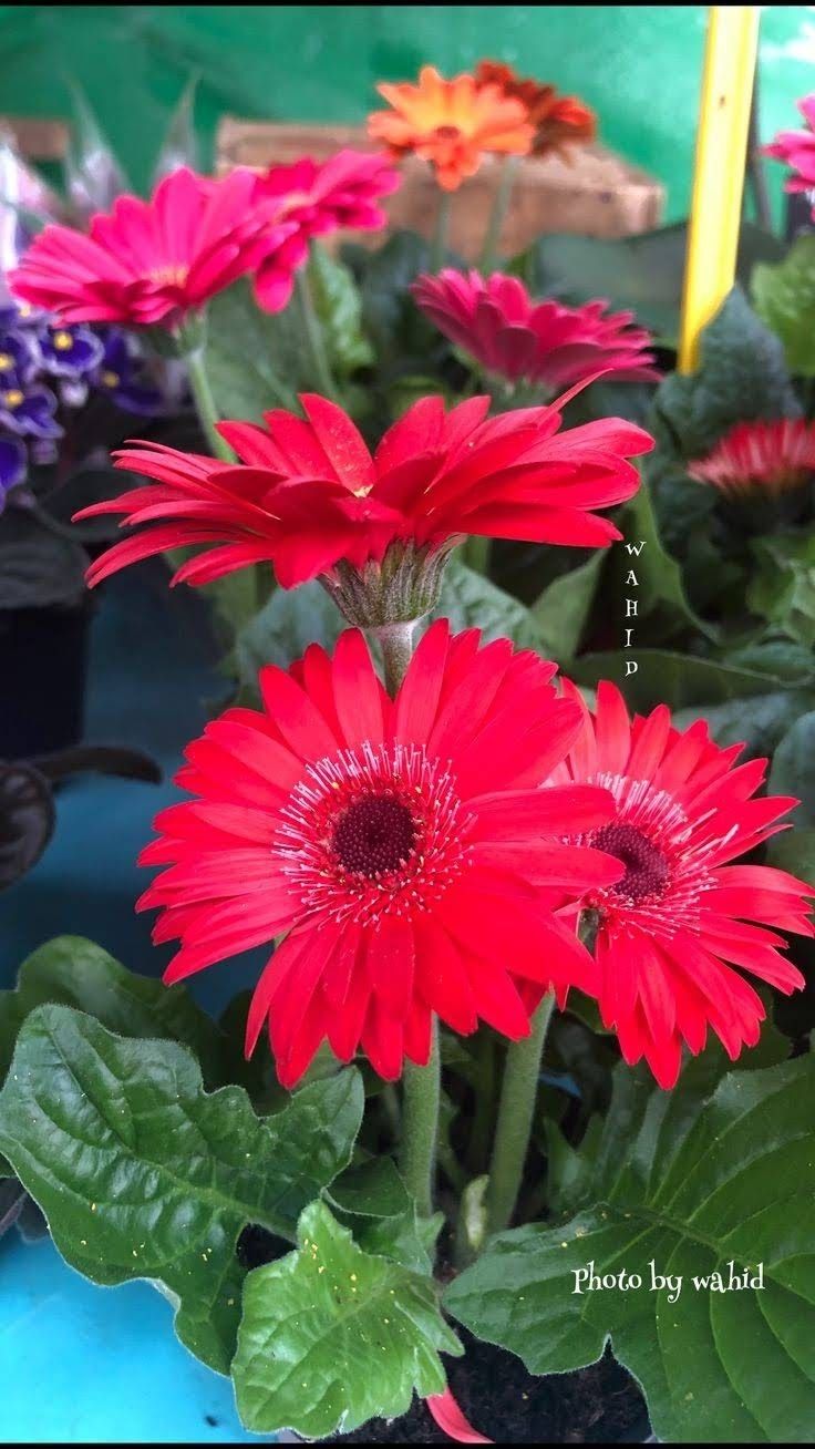 red flowers in a pot with green leaves