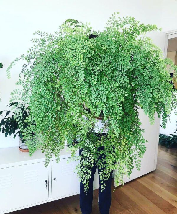 a person standing in front of a green plant