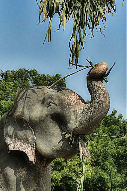 an elephant is eating grass with its trunk in the air while standing next to a tree