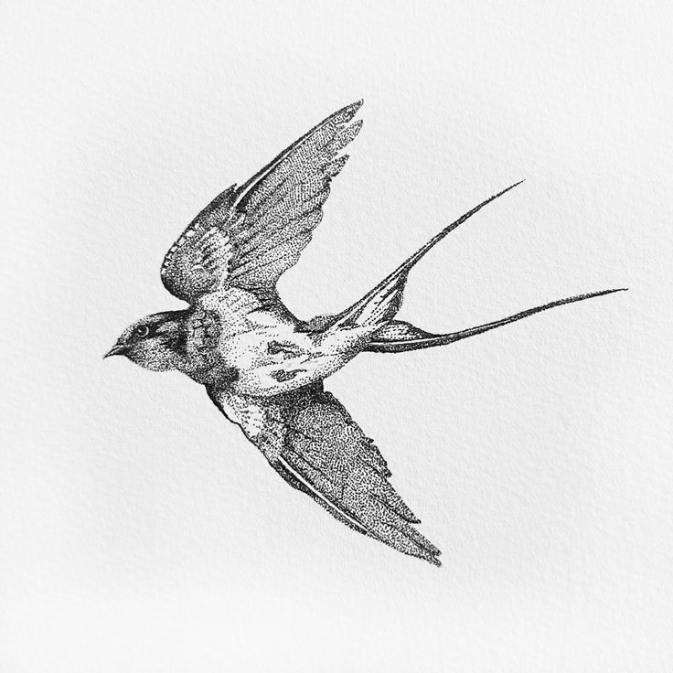 Black ink illustration of a sparrow. Sparrow Hip Tattoo, Flying Sparrow Drawing, Stippling Tattoo Design, Stipple Tattoo Design, Pointilism Tattoos, Stippled Tattoo, Stipple Shading Tattoo, Sparrow Bird Tattoo, Illustrative Tattoo Style