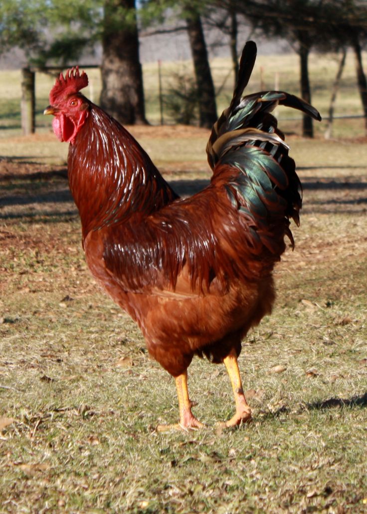 a rooster standing on top of a grass covered field with trees in the back ground