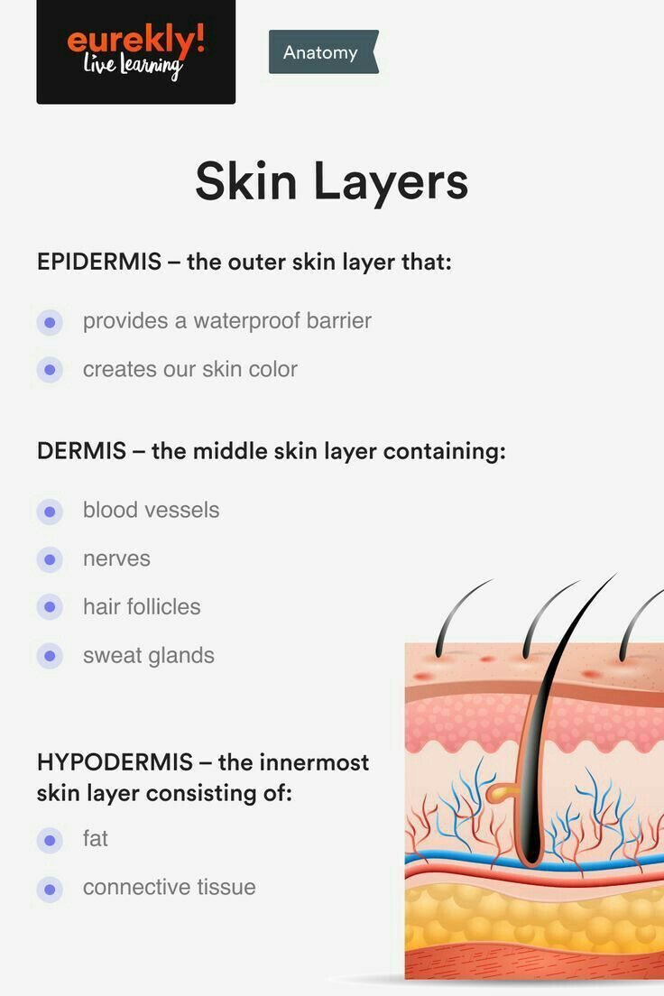 an info sheet describing the different layers of skin and how they are used to treat it