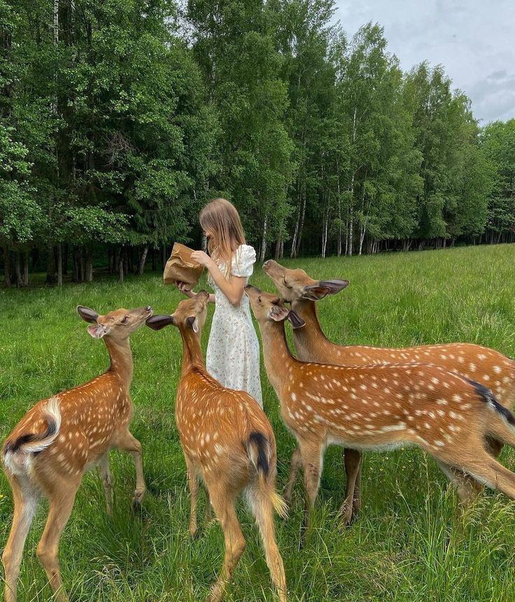 The Grass, Deer, Animals, On Instagram, Instagram