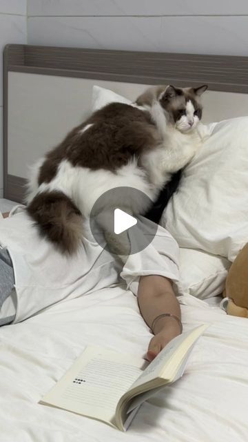 a cat laying on top of a bed next to a stuffed teddy bear and an open book