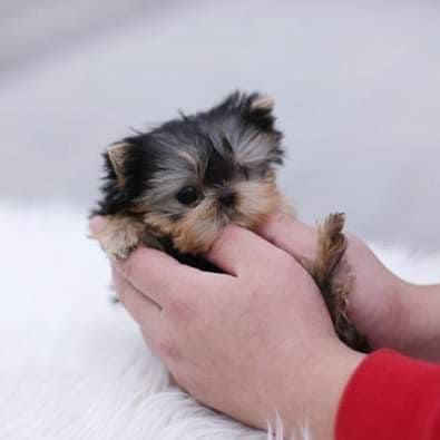 a person holding a small puppy in their hands