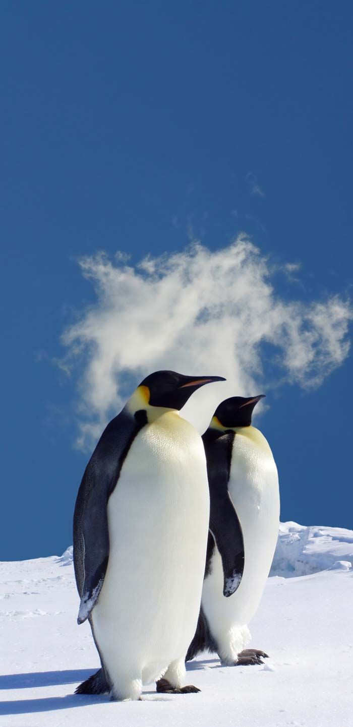 two penguins standing next to each other on top of a snow covered slope under a blue sky