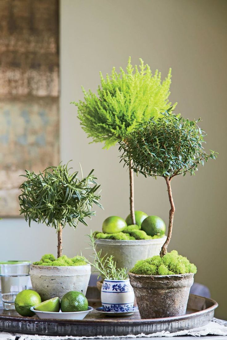 three potted plants sitting on top of a table