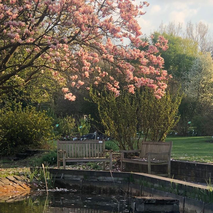 two wooden benches sitting next to each other near a body of water with pink flowers on it