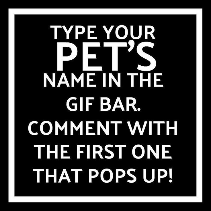 a sign that says type your pet's name in the gif bar comment with the first one that pops up