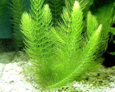 an aquarium filled with green plants and rocks