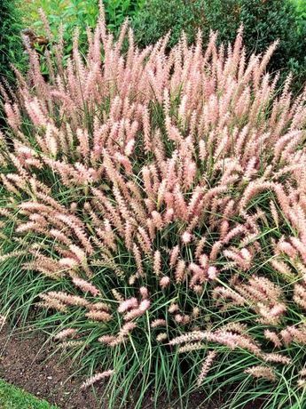 some very pretty pink flowers by the side of a road with grass in the foreground