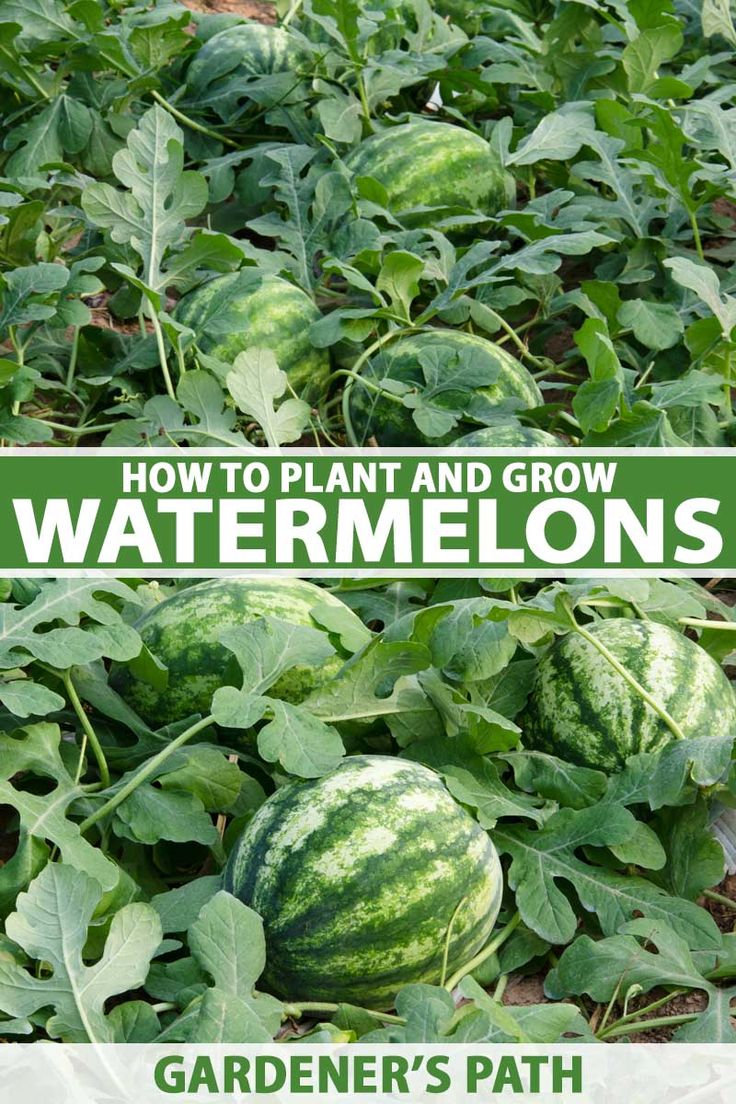 watermelon growing in the garden with text overlay how to plant and grow watermelons