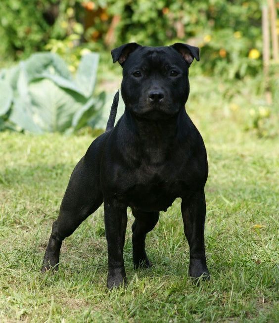 a black dog standing on top of a lush green field