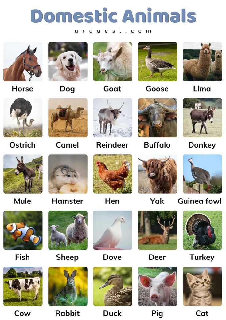 the domestic animals list is shown in blue and white, with pictures of different types of animals