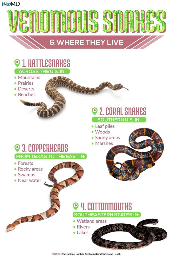 the different types of snakes are shown in this poster