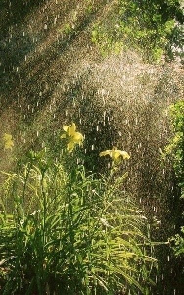 yellow flowers are sprinkled with water from a hose in the sunlit garden