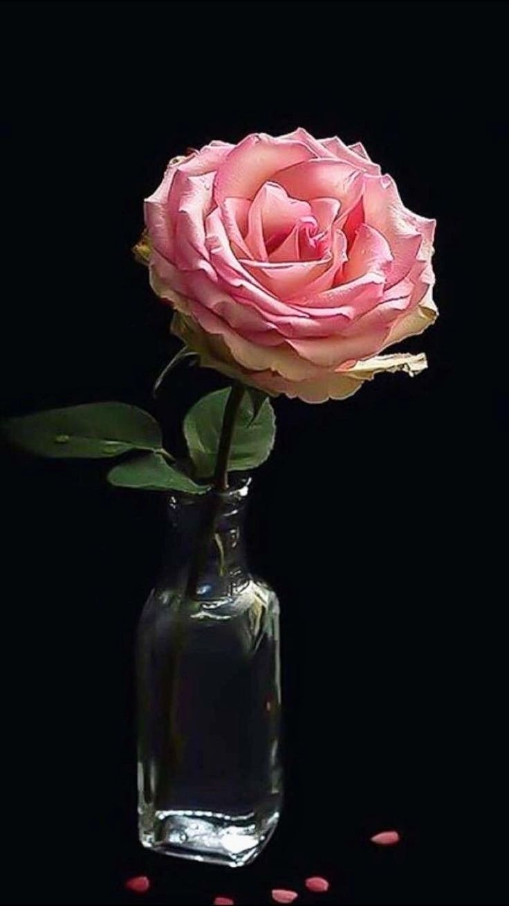 a single pink rose in a glass vase