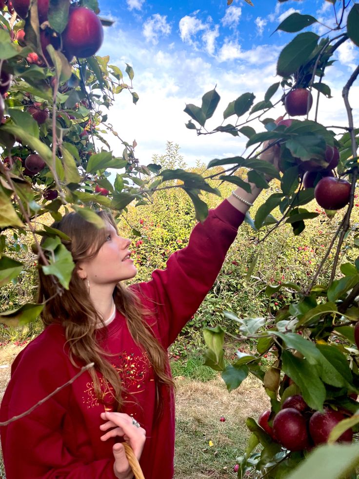 Aesthetic apple picking Instagram photos Picking Fruit Illustration, Fall Apple Photoshoot, Apple Picking Outfit Hot Day, Apple Hill Photoshoot, Apple Tree Photoshoot, Picking Apples Aesthetic, Apple Picking Outfits Fall, Apple Orchard Picture Ideas, Fall Reference Photos